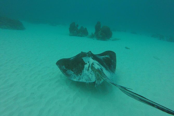 Buccoo Reef and Nylon Pool Adventure - Nylon Pool: What Makes It Shimmer Like That