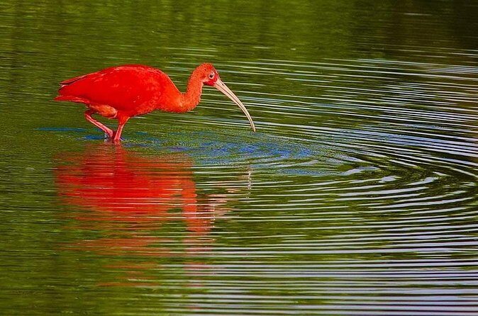 Caroni Swamp wildlife Tour - So, should you book the Caroni Swamp wildlife tour?