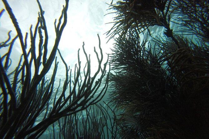 Coastline Snorkel and BBQ - Fun-fishing and sightseeing: what you’re doing between swims
