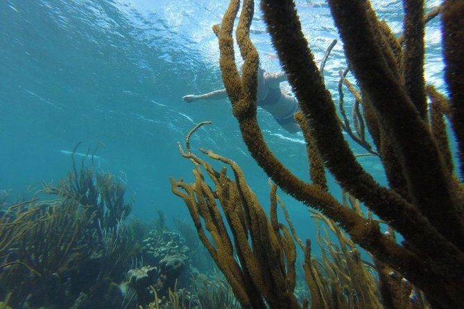 Coastline Snorkel and BBQ - Price and value: is $200 per person reasonable?