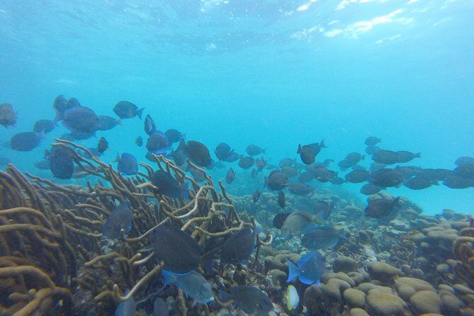 Snorkeling Tour (with Light Refreshments) - Getting to Buccoo Road without a headache