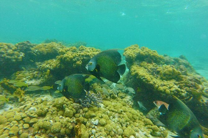 Snorkeling Tour (with Light Refreshments) - Snorkel at three Buccoo Reef spots: how to make each stop count
