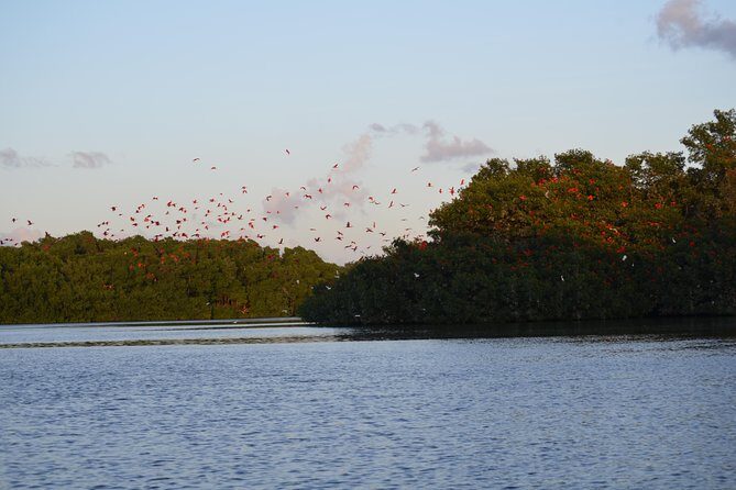Sunset Boat Tour into Caroni Wetlands - Guides, boat stops, and why good spotting changes everything