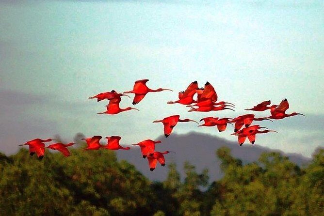 Yerette Home of the Hummingbird and Caroni Wildlife Tour - Tea and a light meal at Yerette: the value of slowing down